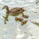 Adorable ducklings  screen for extension Chrome web store in OffiDocs Chromium