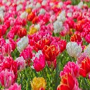 Adorable Flowers Theme  screen for extension Chrome web store in OffiDocs Chromium