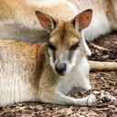 Adorable kangaroo  screen for extension Chrome web store in OffiDocs Chromium