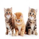 Adorable Kittens 2 Theme  screen for extension Chrome web store in OffiDocs Chromium