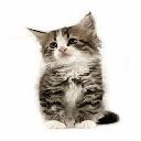 Adorable Kitten Theme 4  screen for extension Chrome web store in OffiDocs Chromium
