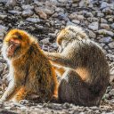 Adorable pair of monkeys  screen for extension Chrome web store in OffiDocs Chromium