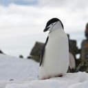 adorable penguin standing on the snow  screen for extension Chrome web store in OffiDocs Chromium