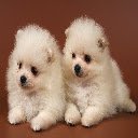 Adorable Puppies  screen for extension Chrome web store in OffiDocs Chromium