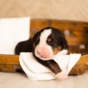 Adorable puppy  screen for extension Chrome web store in OffiDocs Chromium