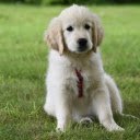 Adorable puppy on green grass  screen for extension Chrome web store in OffiDocs Chromium
