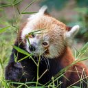 Adorable red panda  screen for extension Chrome web store in OffiDocs Chromium