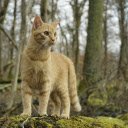 Adorable wild cat  screen for extension Chrome web store in OffiDocs Chromium