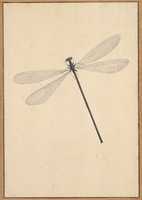 Free download A Dragonfly free photo or picture to be edited with GIMP online image editor