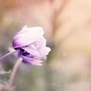 A Dreamlike Anemone Unfurling  screen for extension Chrome web store in OffiDocs Chromium