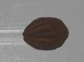 Free download A dried date free photo or picture to be edited with GIMP online image editor