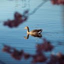 A duck swimming in a pond with pink flowers  screen for extension Chrome web store in OffiDocs Chromium
