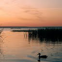 A Duck Swimming in Lake Pleshcheyevo  screen for extension Chrome web store in OffiDocs Chromium