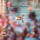 A duck swimming in the water near a tree  screen for extension Chrome web store in OffiDocs Chromium