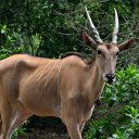 Adult antelope  screen for extension Chrome web store in OffiDocs Chromium