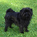 Tela Affenpinscher para extensão da loja virtual do Chrome no OffiDocs Chromium