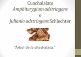 Free download Afiche salud Teozentli #1 Cuachalalate free photo or picture to be edited with GIMP online image editor