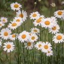 A Field of Cheerful Daisies  screen for extension Chrome web store in OffiDocs Chromium