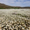A Field of Flowers  screen for extension Chrome web store in OffiDocs Chromium
