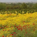 A Field of Papaver Commutatum Flowers  screen for extension Chrome web store in OffiDocs Chromium