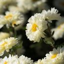 A Field of Radiant Chrysanthemum morifolium  screen for extension Chrome web store in OffiDocs Chromium