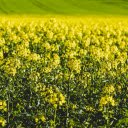 a field of yellow canola flowers at dawn  screen for extension Chrome web store in OffiDocs Chromium