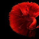 A fish with a flared tail  screen for extension Chrome web store in OffiDocs Chromium