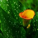 A Flaming Trumpet of Zantedeschia  screen for extension Chrome web store in OffiDocs Chromium