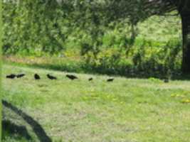 Free download A Flock of Birds at Winslow Park free photo or picture to be edited with GIMP online image editor