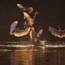 A flock of white storks on the river  screen for extension Chrome web store in OffiDocs Chromium