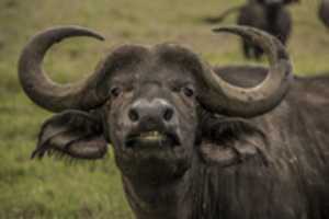 Free download African buffalo free photo or picture to be edited with GIMP online image editor