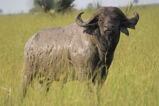Free download african buffalo standing statue mud free picture to be edited with GIMP free online image editor