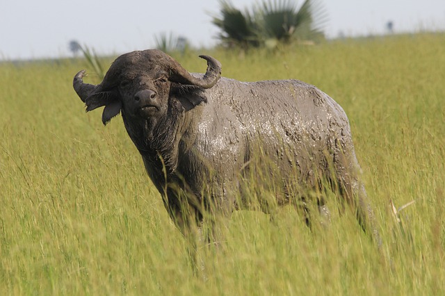 Free download african buffalo statue mud bull free picture to be edited with GIMP free online image editor