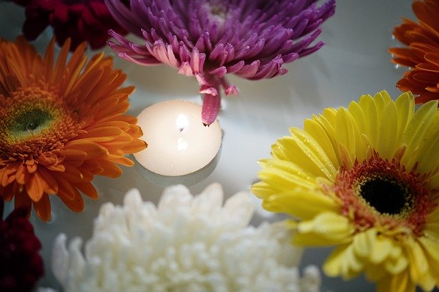 Free download African Daisy Attractive free photo template to be edited with GIMP online image editor