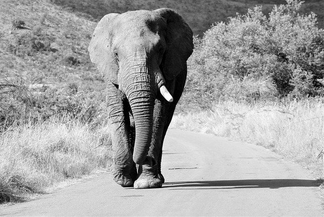 Bezpłatne pobieranie afrykańskiego słonia byka idącego drogą darmowe zdjęcie do edycji za pomocą bezpłatnego internetowego edytora obrazów GIMP