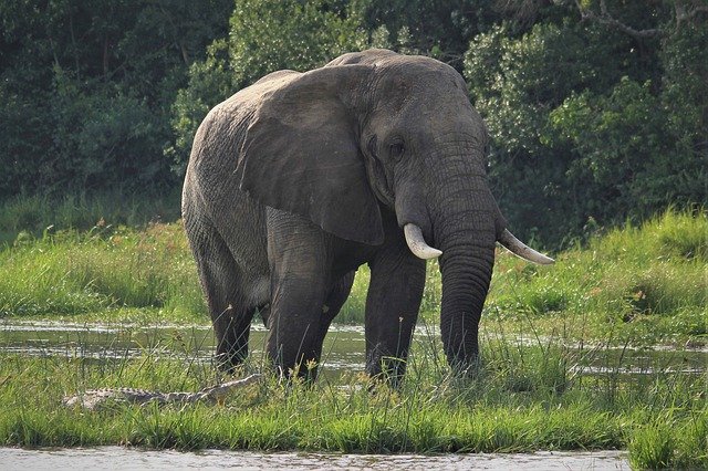 Descărcare gratuită poza gratuită a elefantului african crocodil nil pentru a fi editată cu editorul de imagini online gratuit GIMP
