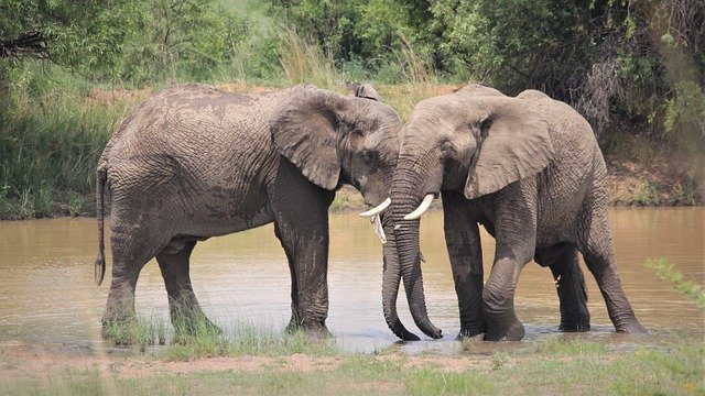 Free download african elephants together free picture to be edited with GIMP free online image editor