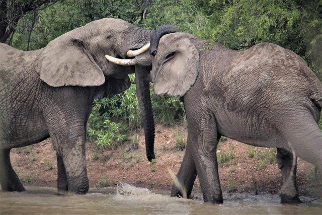 Free download african elephants touch free picture to be edited with GIMP free online image editor