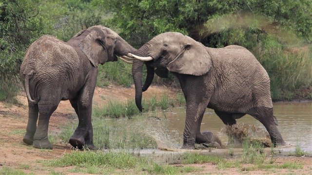 Free download african elephants tusks splashing free picture to be edited with GIMP free online image editor