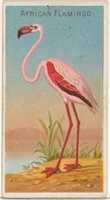 Allen & Ginter Cigarettes Brands용 Birds of the Tropics 시리즈(N5)에서 아프리카 플라밍고 무료 다운로드 사진 또는 GIMP 온라인 이미지 편집기로 편집할 사진