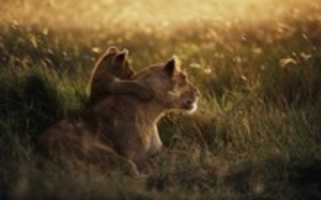 Free download African Lion 1680x 1050 free photo or picture to be edited with GIMP online image editor