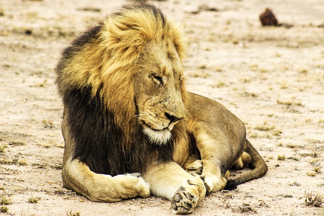 Gratis download Afrika savanne safari woestijn gratis foto om te bewerken met GIMP gratis online afbeeldingseditor