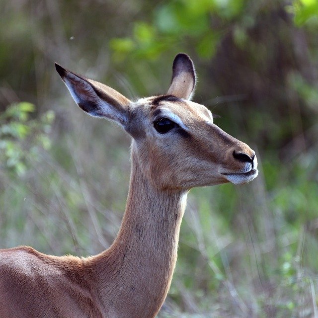 Free download afrique du sud safari animal impala free picture to be edited with GIMP free online image editor