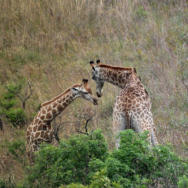 Kostenloser Download afrique du sud safari giraffe free picture to edit with GIMP free online image editor