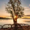 Afternoon sunlight hits the tree  screen for extension Chrome web store in OffiDocs Chromium