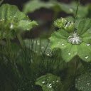 After the rain  screen for extension Chrome web store in OffiDocs Chromium