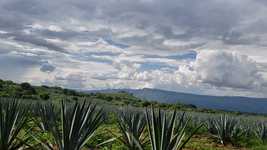 Free download Agave Tequila Volcano -  free video to be edited with OpenShot online video editor