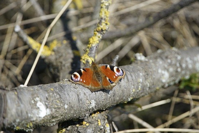 Free download aglais io butterfly insect free picture to be edited with GIMP free online image editor