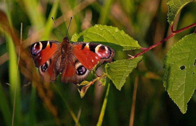 הורדה חינם Aglais io Peacock Eye Butterfly תמונה בחינם לעריכה עם עורך תמונות מקוון בחינם של GIMP