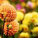 A Golden Orb of Dahlia  screen for extension Chrome web store in OffiDocs Chromium